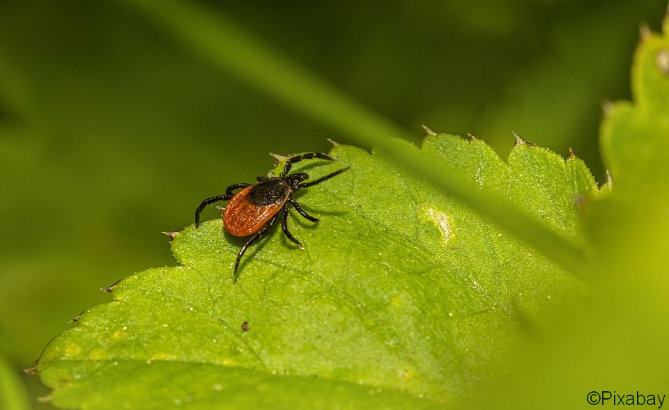 Die Zecke - ein Blogbeitrag von Franziska